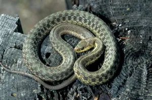 Snake Prints: Eastern Garter Snake (Thamnophis sirtalis pallidula), Island Falls, Maine, USA