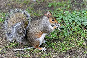 Rodent Prints: Eastern gray squirrel (Sciurus carolinensis) Green Park London