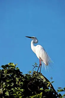 Colourful Prints: Eastern great egret (Ardea modesta) Ranganathittu Bird Sanctuary near Mysuru Mysore