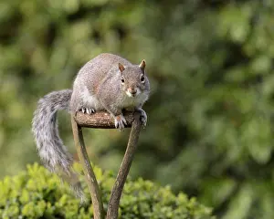 Alien Prints: Eastern Grey Squirrel (Sciurus carolinensis) introduced species