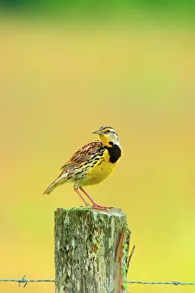 Wooden Post Prints: Eastern Meadowlark (Sturnella magna) perching on a wooden post