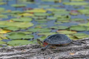 Turtle Prints: Eastern Painted Turtle (Chrysemys picta picta)