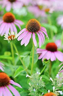 Breeding Prints: Eastern Purple Coneflower (Echinacea purpurea)