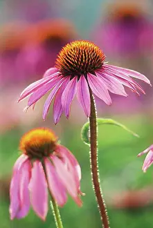 Typing Prints: Eastern Purple Coneflower (Echinacea purpurea)