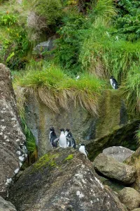 Penguin Prints: Eastern Rockhopper Penguins (Eudyptes chrysocome filholi) in the cliffs along the coastline of Campbell Island