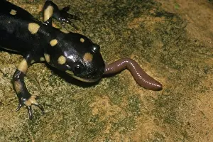 Prey Prints: Eastern Tiger Salamander eating Worm (Ambystoma t. tigrinum), IC