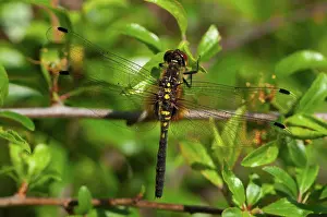 Afrasia Prints: Eastern White-faced Darter on a branch Sweden
