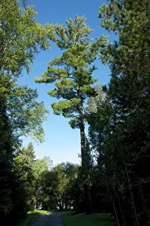 Ontario Prints: Eastern White Pine standing tall amongst other trees Pinus strobus