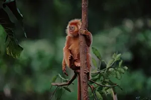 Animalia Prints: Ebony Langur climbing tree (Trachypithecus auratus) captive, native to Java, Indonesia
