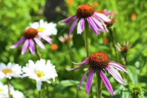 Farbig Prints: echinacea flowers echinacea flowers among calendula and hamomilla at medicine plant field Copyright: xZoonar