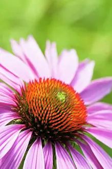 Echinacea Prints: Echinacea, Purple coneflower, Echinacea purpurea De Donkeute Steel