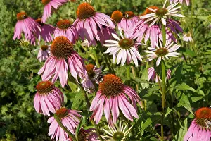 Roter Prints: Echinacea purpurea, Roter Sonnenhut