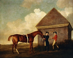 Men Only Prints: Eclipse, a Dark Chestnut Racehorse held by a Groom