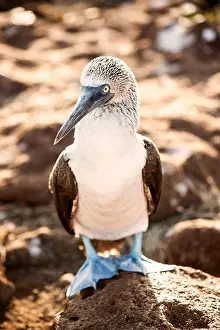 Ecuador Prints: Ecuador, Galapagos Islands, Blue-footed Booby standing on rock