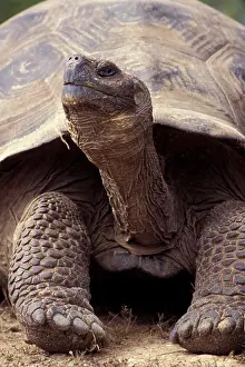 Ecuador Prints: ECUADOR, GALAPAGOS ISLANDS, ISABELA ISLAND, ALCEDO VOLCANO, GALAPAGOS TORTOISE, CLOSE-UP