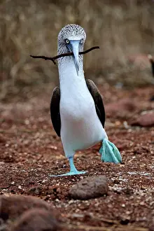 Ecuador Prints: ECUADOR, GALAPAGOS ISLANDS, NORTH SEYMOUR ISLAND