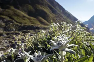 Pflanze Prints: edelweiß, alpen-edelweiß, alpen-edelweiss