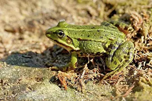 Natural Preserve Prints: Edible Frog