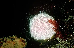 Eatable Prints: Edible sea-urchin, Echinus esculentus