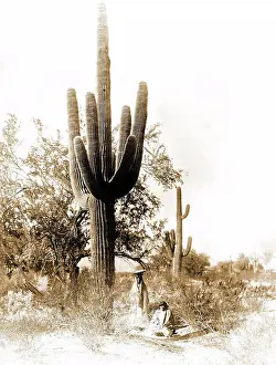 Native Prints: Edward S. Curits Native American Indians - Two Pina women harvesting saguaro cactus fruit