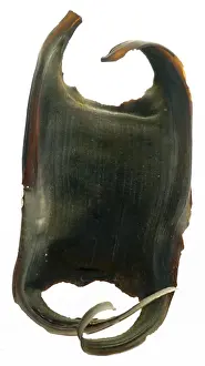 Marine Prints: Egg of a Skate, a cartilaginous fish belonging to the family Rajidae in the superorder Batoidea of rays