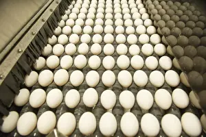 Maryland Prints: Eggs Sorted On A Conventional Production Commercial Egg Farm; Hampstead