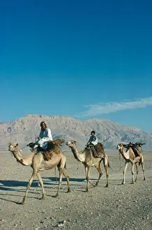East Prints: Egypt, Luxor, Camel Train In Desert. 3 Camels 2 Riders Hills Behind