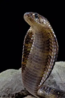 Lonely Prints: Egyptian Cobra (Naja haje) standing