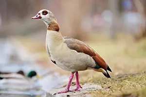 Anseriformes Prints: Egyptian goose (Alopochen aegyptiaca), standing on a meadow, Bavaria, Germany Europe