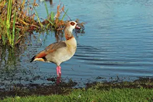 Alien Prints: Egyptian Goose (Alopochen aegyptiacus) introduced species