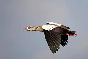 Alien Prints: Egyptian Goose (Alopochen aegyptiacus) introduced species