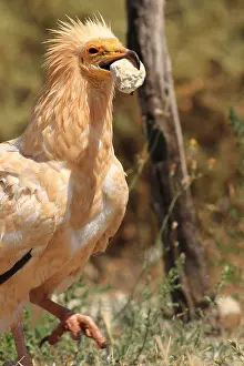 Lonely Prints: Egyptian Vulture (Neophron percnopterus) breaking an ostrich egg