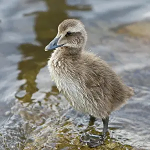 Eider chick in a pond in Reykjavik, Iceland