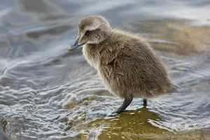 Chick Prints: Eider chick in a pond in Reykjavik, Iceland