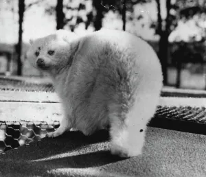 (Third Of Eight) - At First Glance, this fellow looks like a Miniature Polar bear. Actually, he's a rare Albino Raccoon and a resident of the Wisconsin State experimental game and fur farm