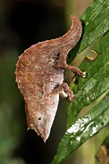 Chameleon Prints: Eiongate Leaf chameleon (Brookesia nasus) on leaf at night