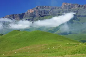 Drakensberg Prints: Eland (Taurotragus oryx) herd with Drakensberg in background