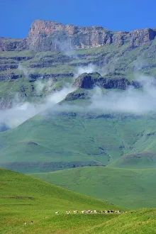 Drakensberg Prints: Eland (Taurotragus oryx) herd with Drakensberg in background