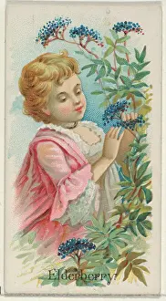Cards Prints: Elderberry, from the Fruits series (N12)