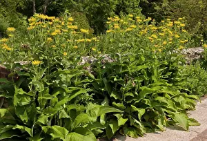 Alien Prints: Elecampane (Inula helenium) introduced naturalised species