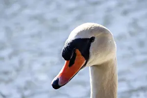 Nahaufnahme Prints: An Elegant Swan Swimming Gracefully Against a Soft
