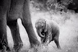 An elephant calf, Loxodonta africana, stands behind its mother's legs, curls its trunk in, in black and white