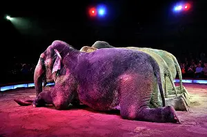 Circus Prints: Elephant dressage, James Puydebois, Circus Krone, Munich, Bavaria, Germany, Europe
