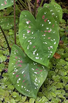 Stain Prints: Elephant Ear (Caladium bicolor), native to the Amazon region