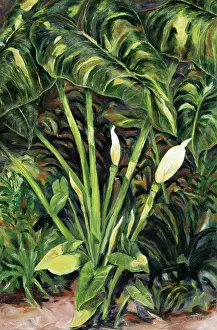 Santiago Prints: Elephant Ears by Diantha York-Ripley, 1997, 20th century, collection of artist