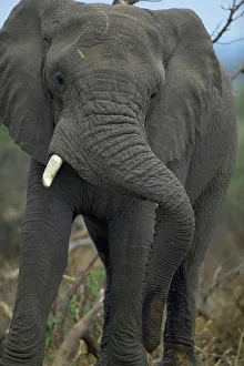 Imposing Prints: Elephant (Loxodonta africana) bull resting its trunk on one of his tusks