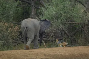 Mashatu Prints: Elephant (Loxodonta africana) calf chasing a Black-backed Jackal (Canis mesomelas)