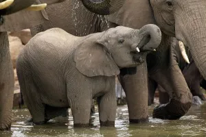 Nurture Prints: Elephant (Loxodonta africana) calf drinking at waterhole