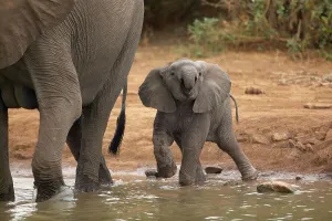 Nurture Prints: Elephant (Loxodonta africana) calf drinking at waterhole