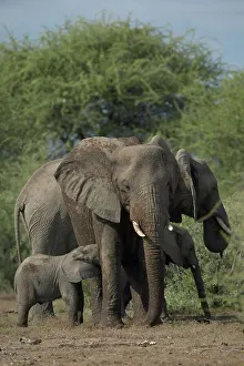 Nurturing Prints: Elephant (Loxodonta africana) calf suckling from its mother